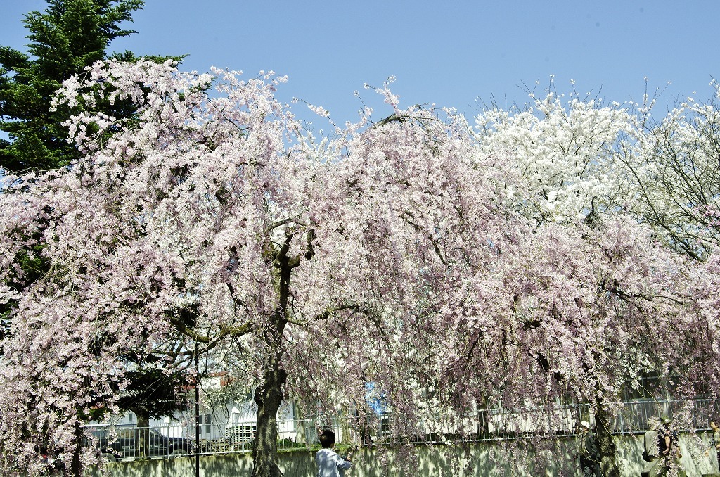 福島県喜多方市の枝垂れ桜_a0085114_21481283.jpg