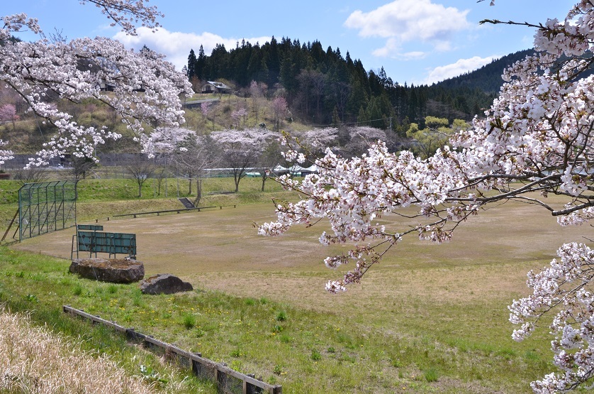 花山湖畔の桜_e0349817_22245819.jpg