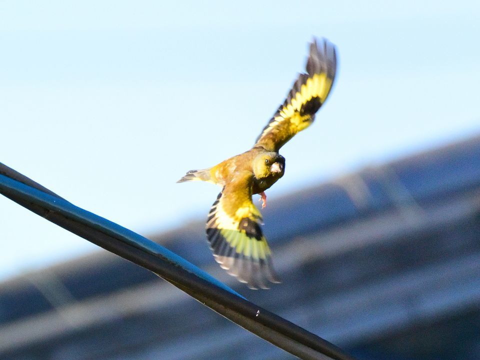 遠くに出掛けなくても自宅で撮れる野鳥♪・・・カワラヒワはキレイだね_a0031821_17101515.jpg
