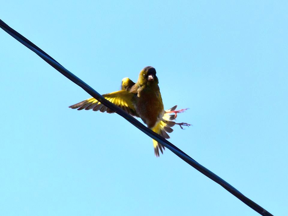 遠くに出掛けなくても自宅で撮れる野鳥♪･･･カワラヒワはキレイだね_a0031821_17161476.jpg