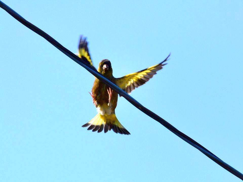 遠くに出掛けなくても自宅で撮れる野鳥♪・・・カワラヒワはキレイだね_a0031821_17173462.jpg