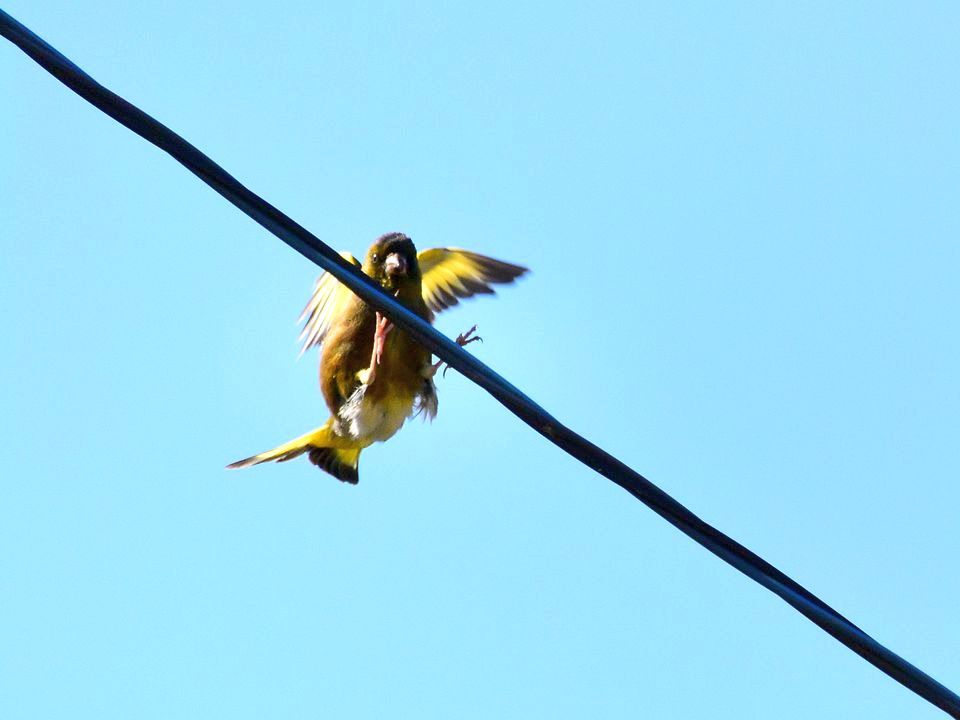 遠くに出掛けなくても自宅で撮れる野鳥♪･･･カワラヒワはキレイだね_a0031821_17184490.jpg