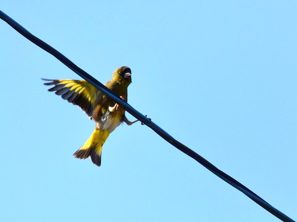 遠くに出掛けなくても自宅で撮れる野鳥♪･･･カワラヒワはキレイだね_a0031821_17195512.jpg