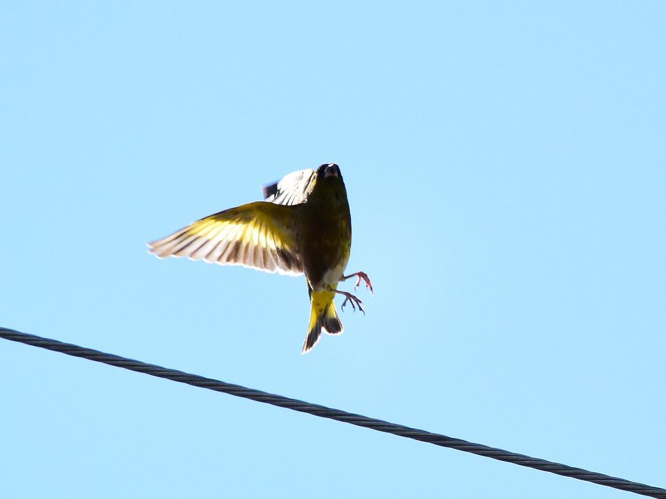 遠くに出掛けなくても自宅で撮れる野鳥♪・・・カワラヒワはキレイだね_a0031821_17231547.jpg