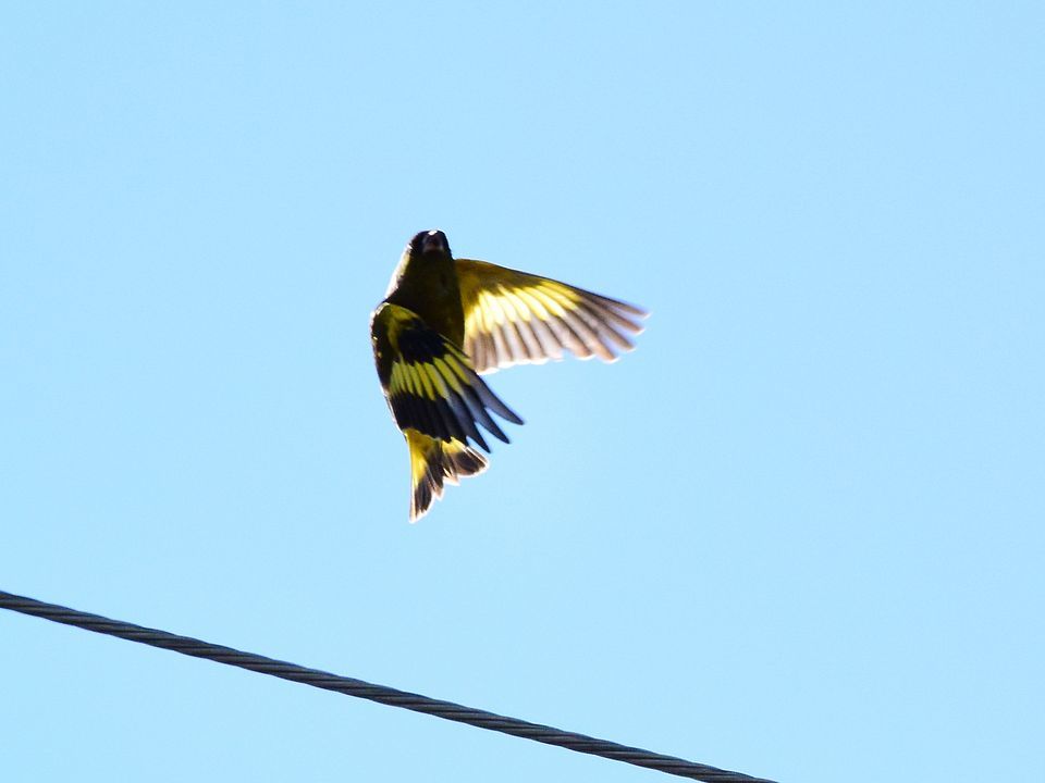 遠くに出掛けなくても自宅で撮れる野鳥♪・・・カワラヒワはキレイだね_a0031821_17250508.jpg