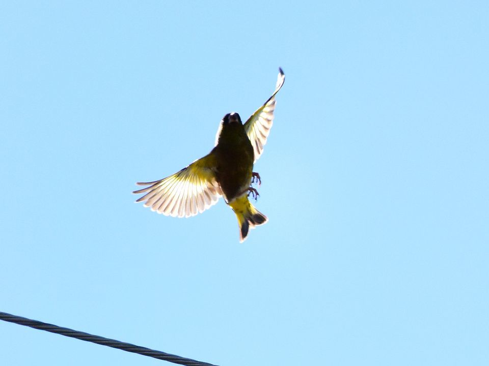 遠くに出掛けなくても自宅で撮れる野鳥♪･･･カワラヒワはキレイだね_a0031821_17261537.jpg