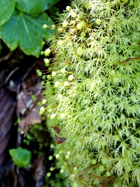c0204725_14374681.jpg
