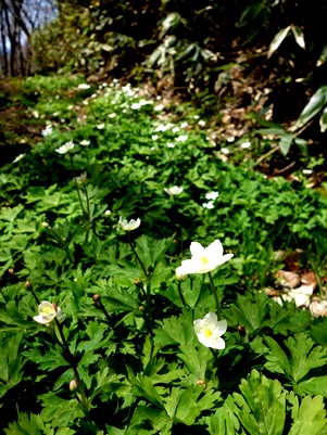 c0204725_14521011.jpg