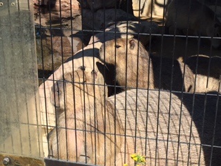 福山動物園＆たかの巣カフェ_a0071926_11262829.jpg