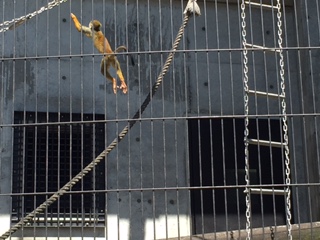 福山動物園＆たかの巣カフェ_a0071926_1127642.jpg