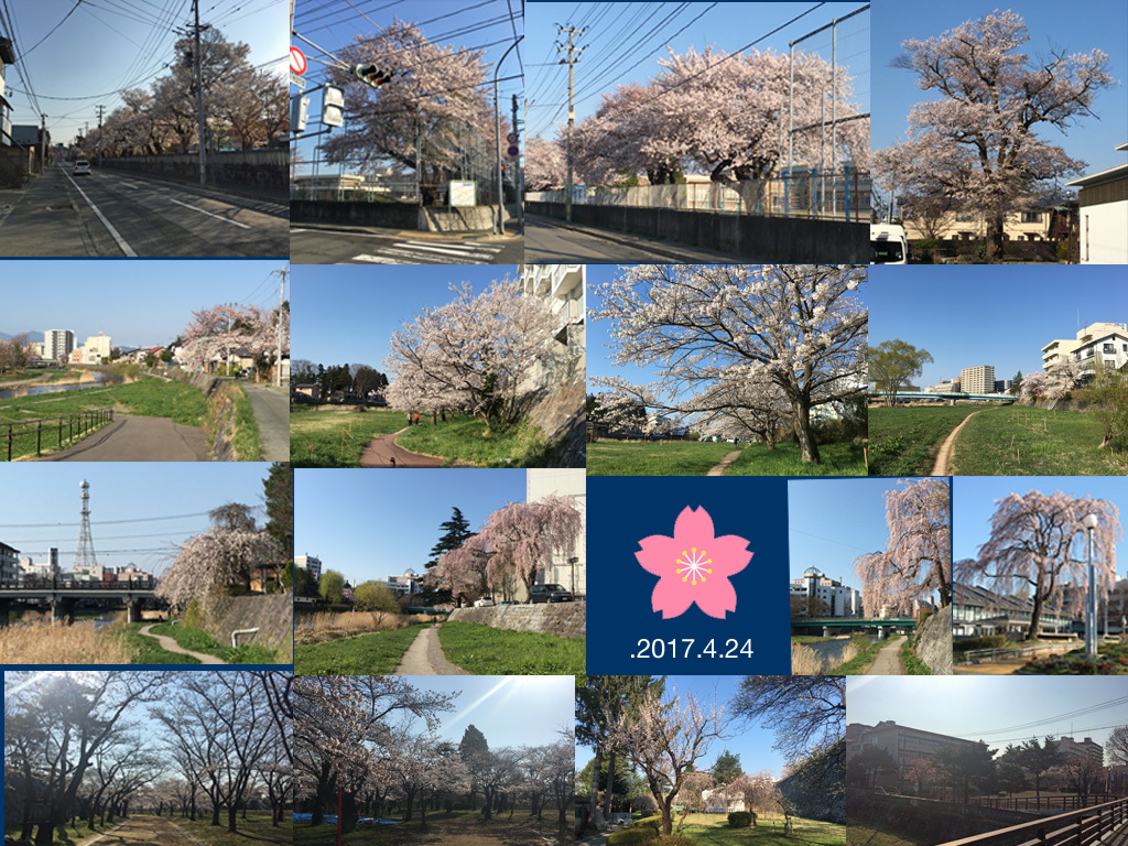 満開の桜の中の通勤walking_f0154626_17284744.jpg