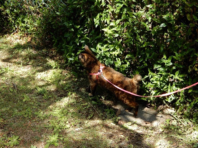 わびと俺のお散歩_b0166128_08574593.jpg