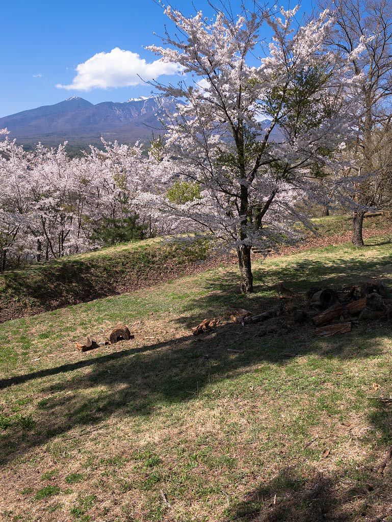 谷戸城趾の桜_b0179231_23301515.jpg