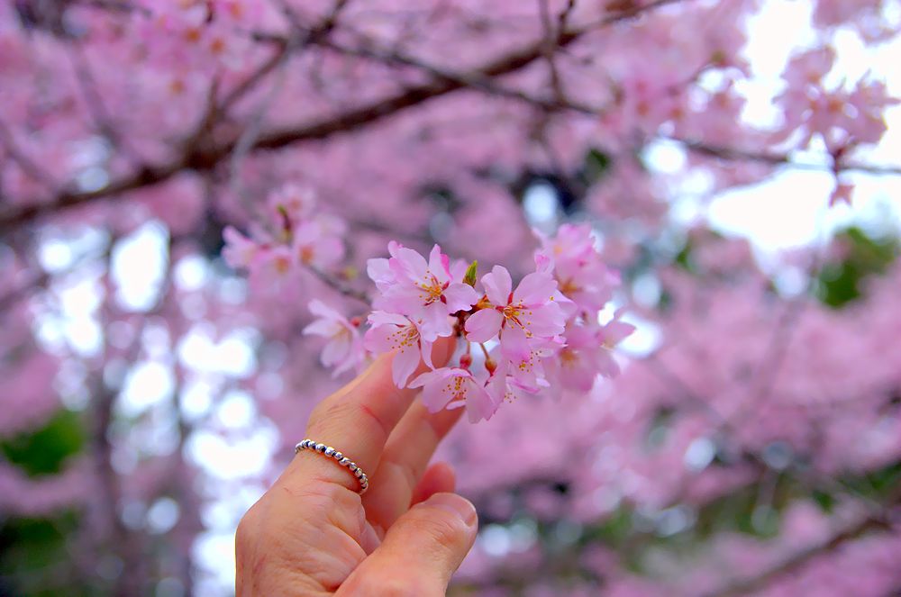 醍醐寺の桜（アーカイブス）_e0223031_1225837.jpg