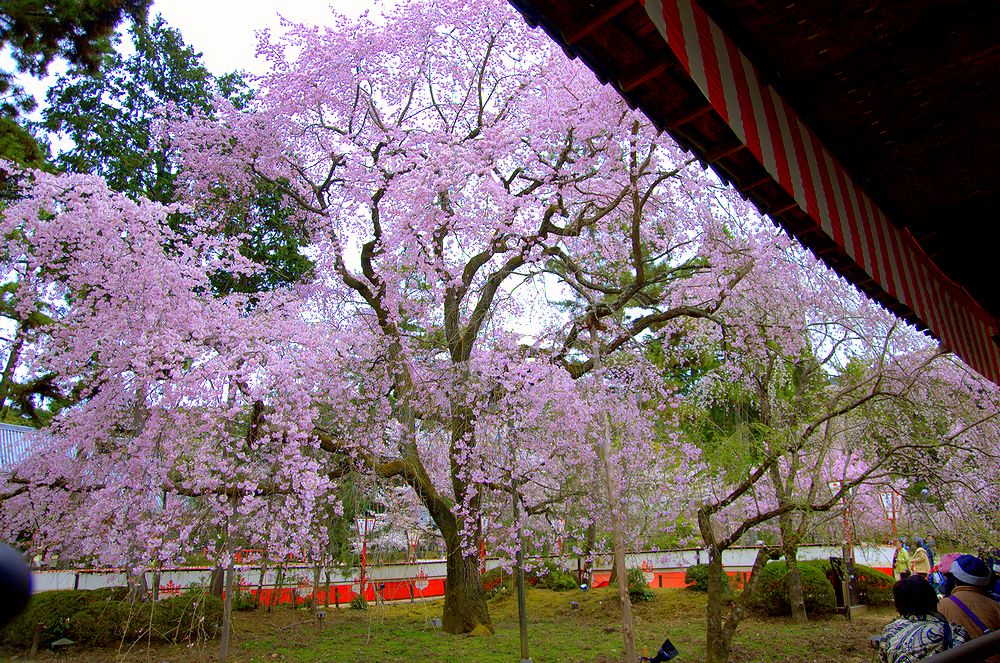 醍醐寺の桜（アーカイブス）_e0223031_12292.jpg