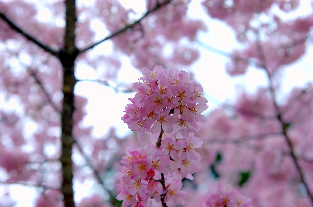 醍醐寺の桜（アーカイブス）_e0223031_1331970.jpg