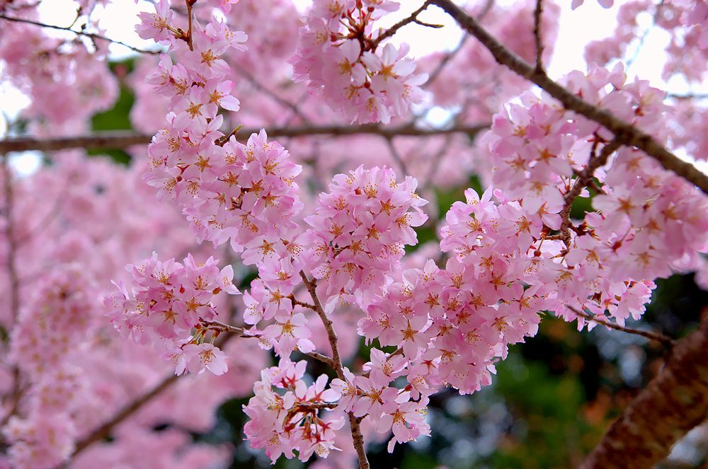 醍醐寺の桜（アーカイブス）_e0223031_133341.jpg