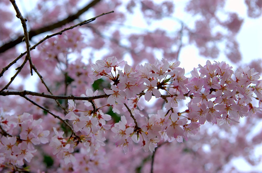 醍醐寺の桜（アーカイブス）_e0223031_133794.jpg