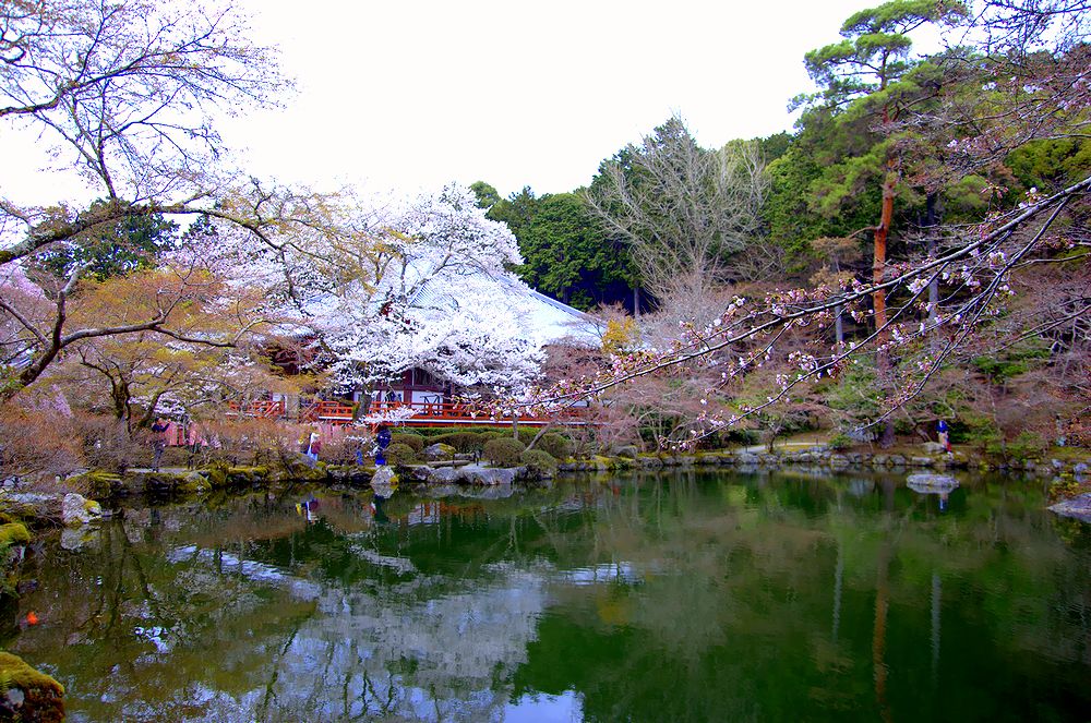 醍醐寺の桜（アーカイブス）_e0223031_1341483.jpg