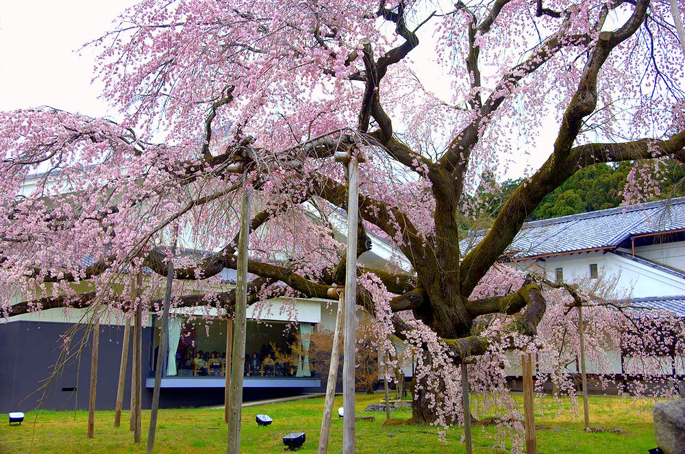 醍醐寺の桜（アーカイブス）_e0223031_138212.jpg