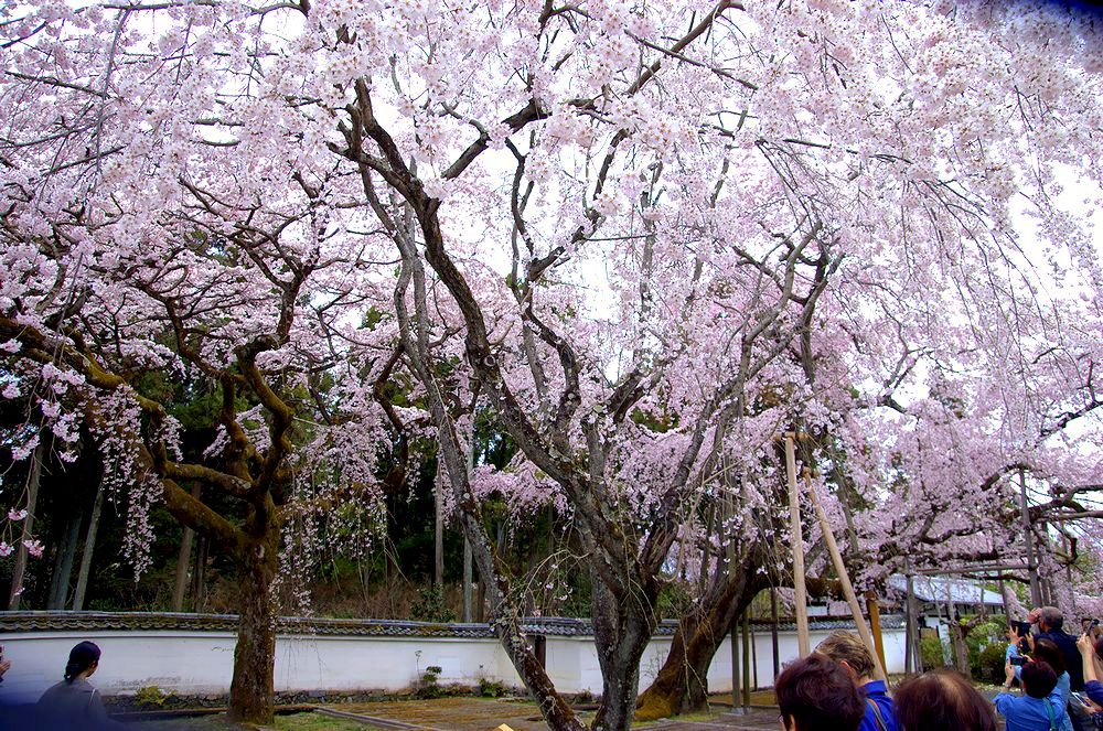 醍醐寺の桜（アーカイブス）_e0223031_18272355.jpg