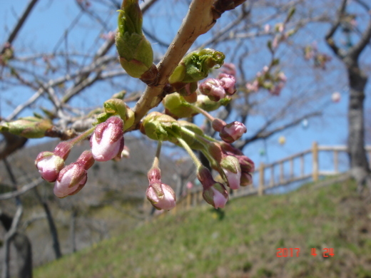 函館公園ニュース　　４月２４日号_e0145841_16401814.jpg