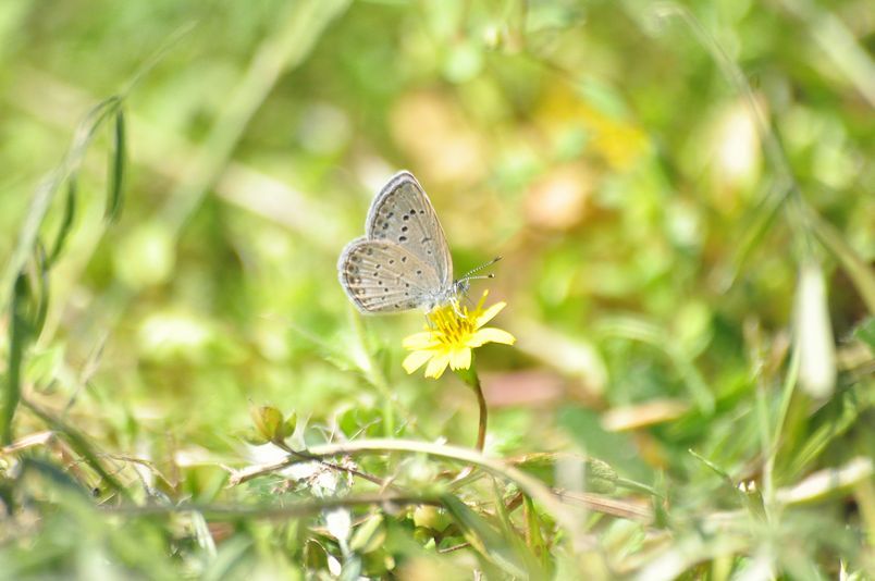 4月24日(晴)タイトル：ルリタテハ全開_f0105542_10575987.jpg