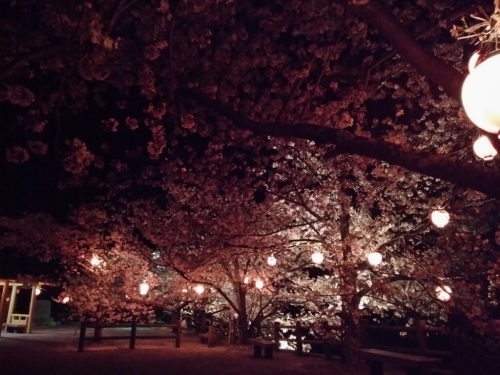 ＊野福峠の夜桜＊_f0347942_12504510.jpg