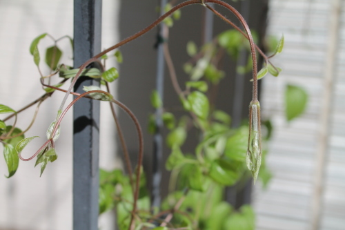 クレマチスの誘引 後ろ手に縛る My Clematis Diary クレマチスの誘引 後ろ手に縛る My Clematis Diary