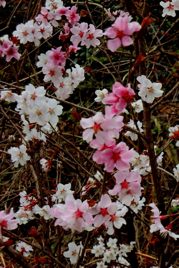 c0093046_19232133.gif