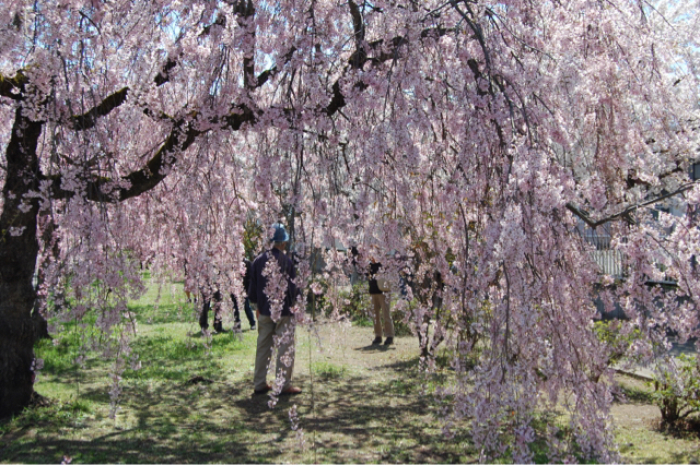 喜多方日中線のしだれ桜_d0130748_18383647.jpg