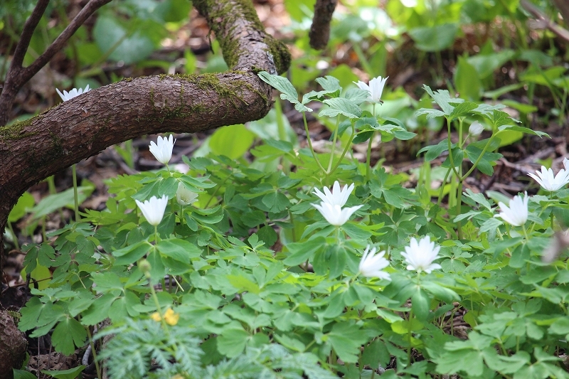 4月23日　大沼・軍川の春は高橋山野草公園（庭園）へ　２_b0250154_21472324.jpg