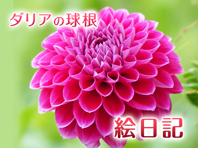 『ダリアの球根』平成29年度販売スタート!!独占販売や希少品種のまずは20品種!随時新品種アップします!_a0254656_19582544.jpg