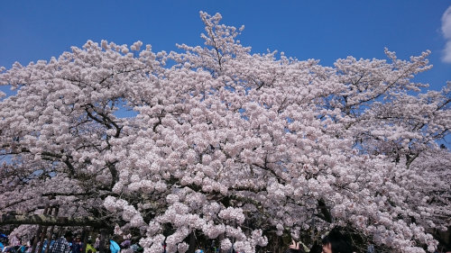 三神峰公園で花見(^o^)／_d0022566_19413468.jpg