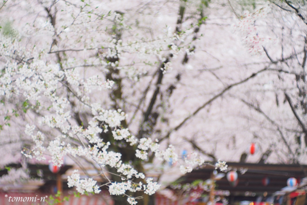 どんより空の桜〜平野神社〜_a0172271_17591638.jpg