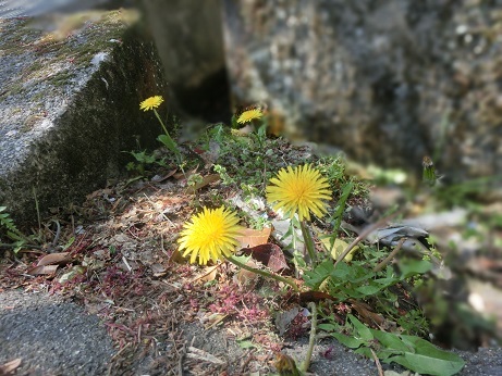 嫁と姑 こころのまんなか 嫁と姑 こころのまんなか