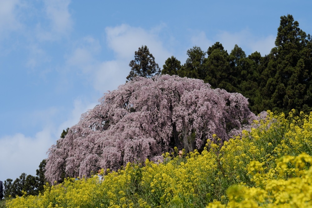 合戦場の枝垂れ桜　郡山市　２０１７・４・２２_e0143883_05262691.jpg