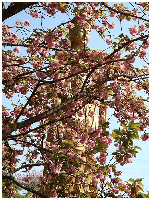 満開の牡丹桜を求めて、一心寺さんへ_b0175688_00072228.jpg