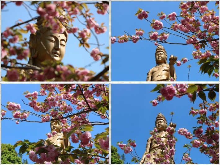 満開の牡丹桜を求めて、一心寺さんへ_b0175688_00072628.jpg