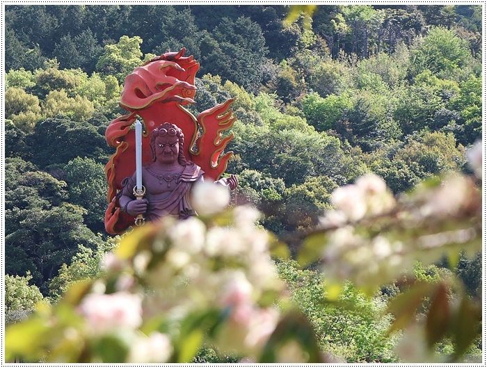 満開の牡丹桜を求めて、一心寺さんへ_b0175688_00191178.jpg