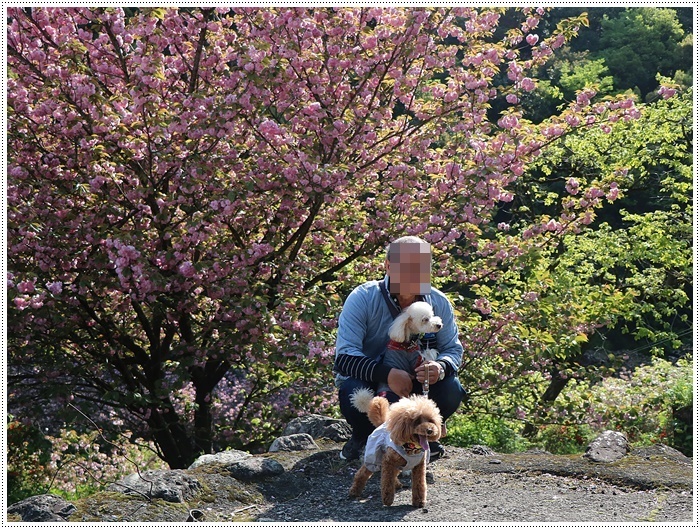 満開の牡丹桜を求めて、一心寺さんへ_b0175688_00281338.jpg