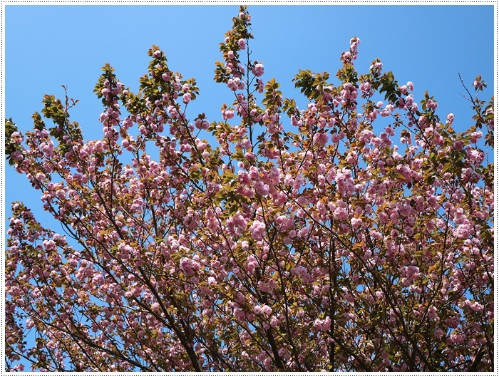 満開の牡丹桜を求めて、一心寺さんへ_b0175688_00283728.jpg