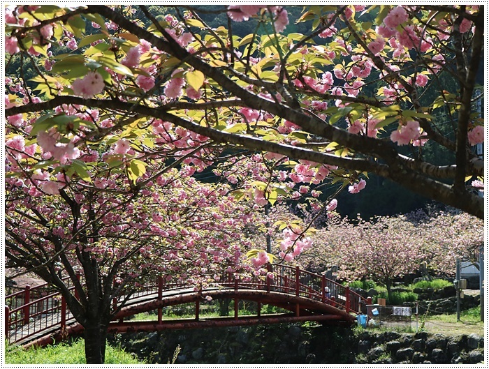 満開の牡丹桜を求めて、一心寺さんへ_b0175688_00291722.jpg