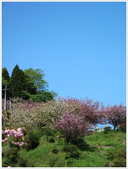 満開の牡丹桜を求めて、一心寺さんへ_b0175688_00325194.jpg