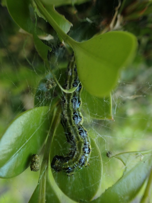 ツゲノメイガ の幼虫 Glyphodes Perspectalis 写ればおっけー コンデジで虫写真