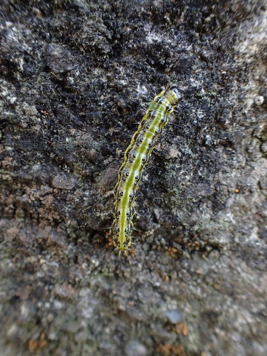 ツゲノメイガ の幼虫 Glyphodes Perspectalis 写ればおっけー コンデジで虫写真