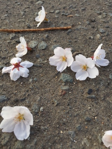 花とだんご_a0134394_06284642.jpg