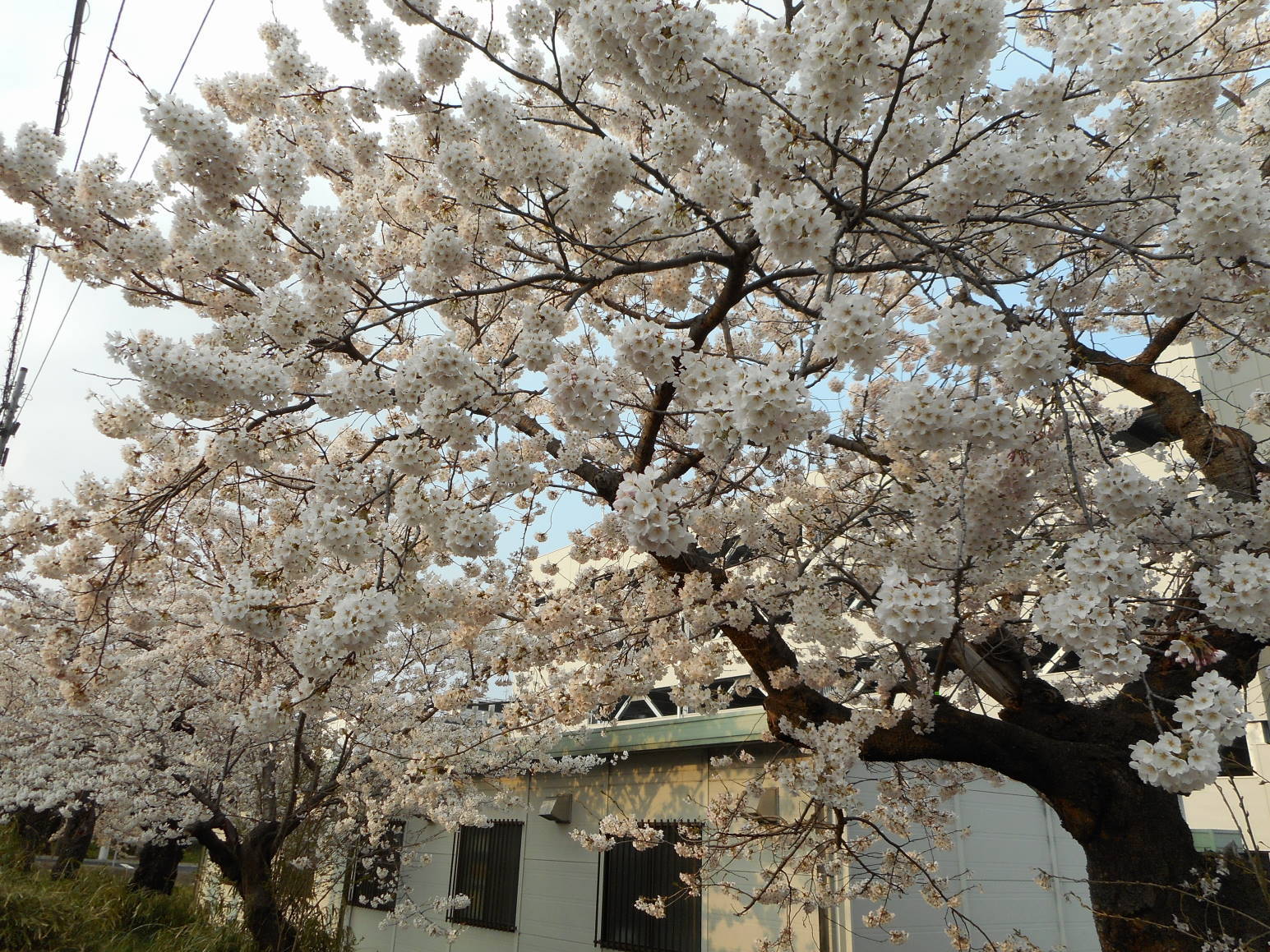 仙台の桜_f0075595_20252710.jpg