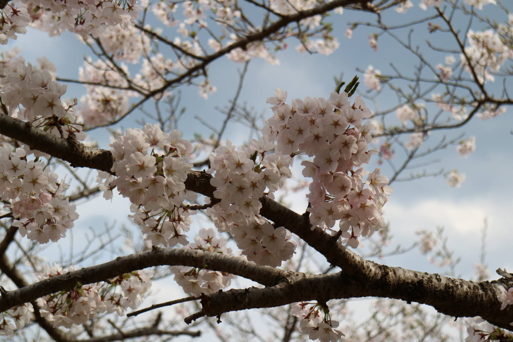 「松島・西行戻しの松」の桜_f0075595_20373343.jpg