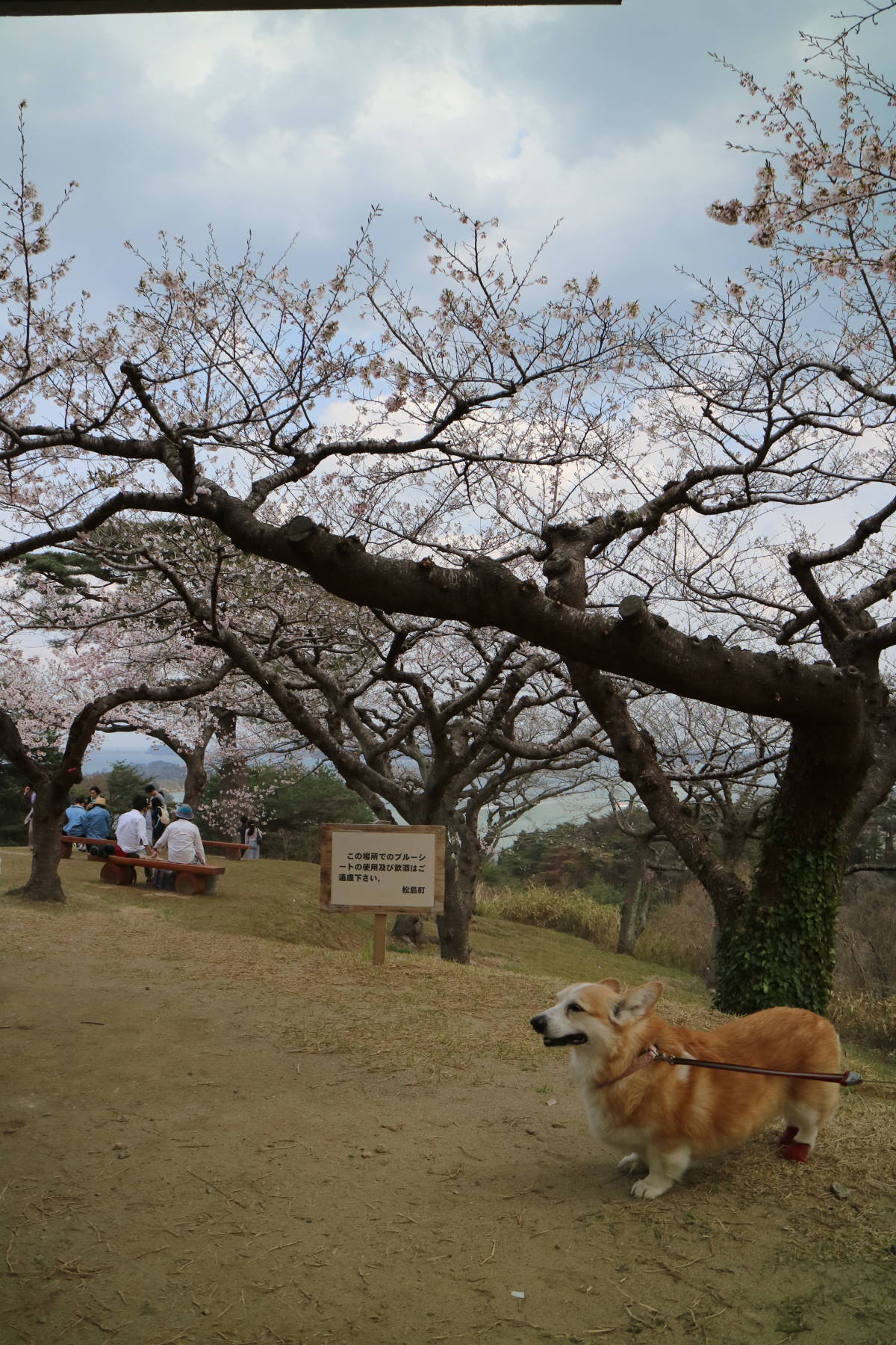 「松島・西行戻しの松」の桜_f0075595_20382843.jpg